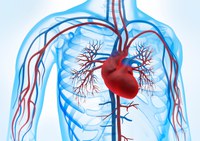Herzwochen 2023 – Informationspakete zu Herzerkrankungen kostenlos online verfügbar